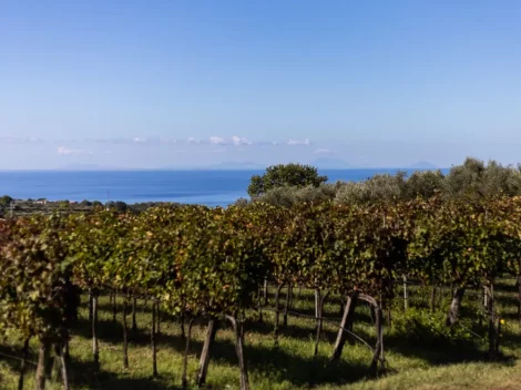 The small wineries in Calabria betting on the Metodo Classico